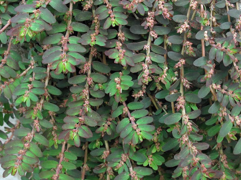 Chhoti Duddhi - Euphorbia Thymifolia