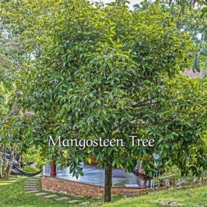 Mangosteen Tree Mangosteen Ayurveda Wellness Yoga Resort Phuket Menu