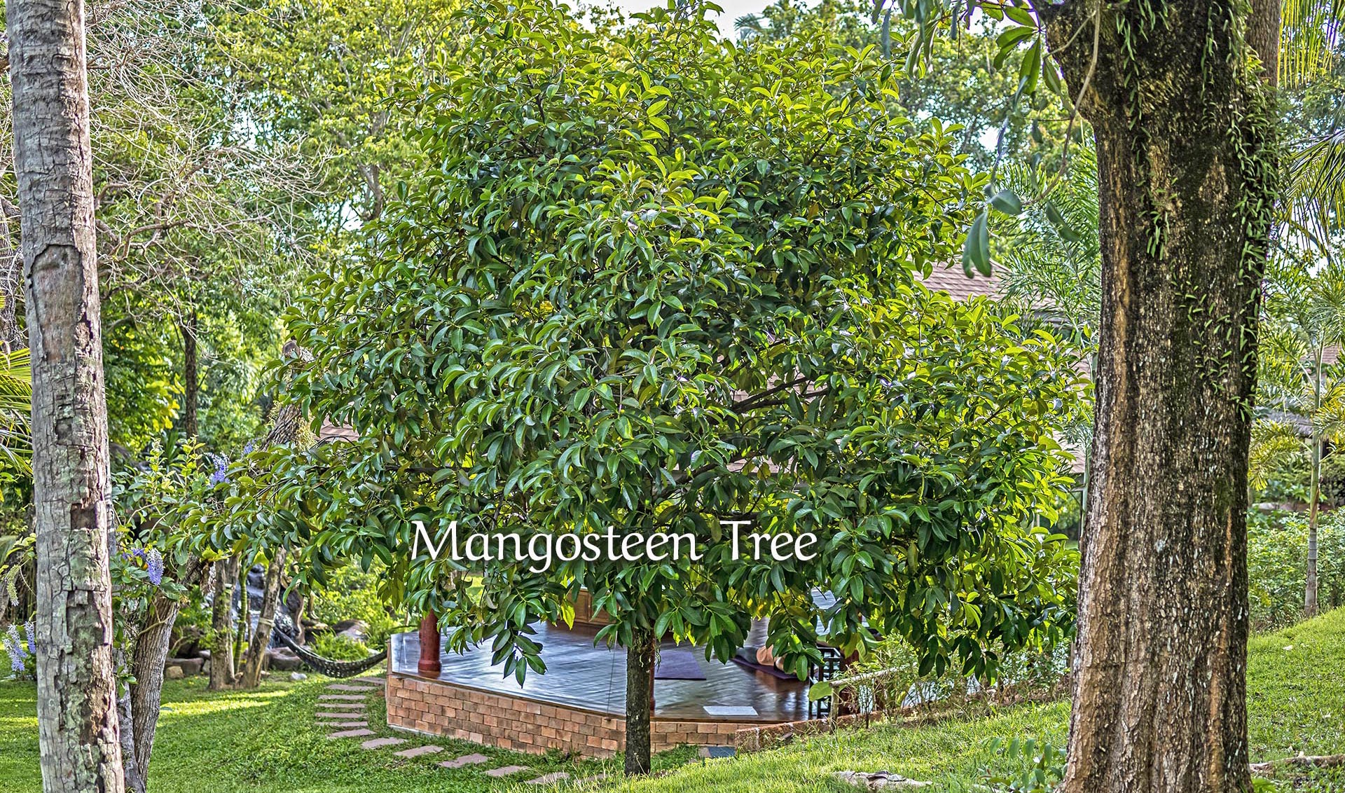 Mangosteen Tree, Ayurveda, Wellness, Yoga Retreats, Phuket Thailand, Mangosteen Ayurveda & Wellness Resort, Number 1 Ayurveda Resort In Thailand, Rawai, Phuket.