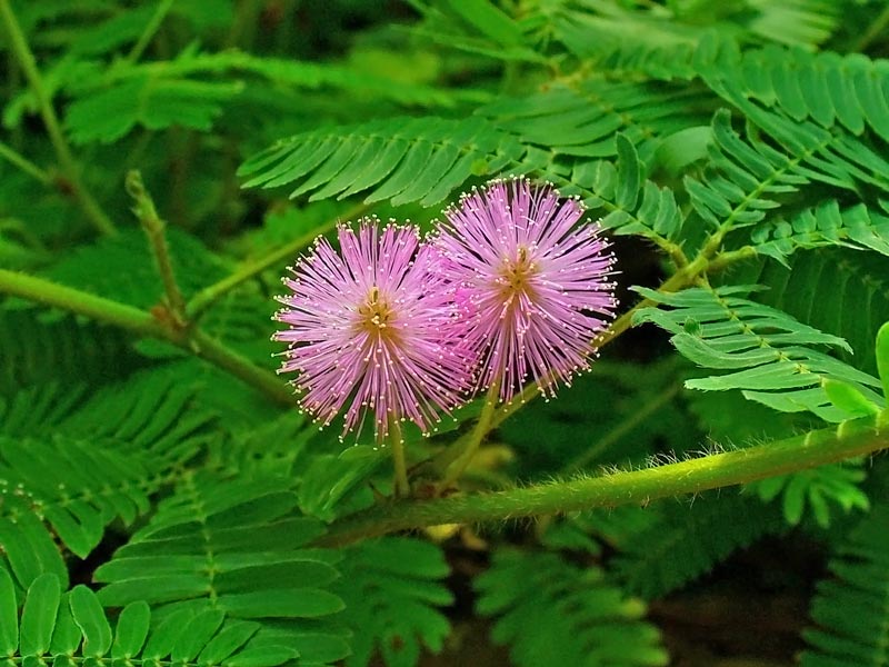 Mimosa Pudica (Thottavadi)