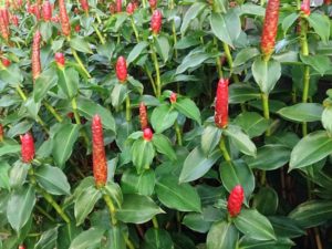 Red Ginger - Alpinia Purpurata