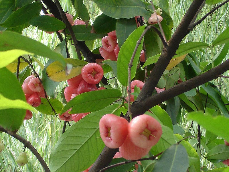 Syzygium Samarangense - Rose Apple