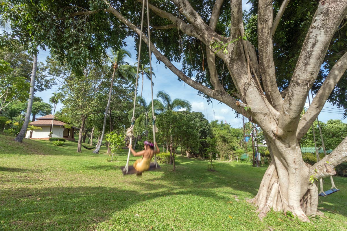 Giant Banyan Tree Swings